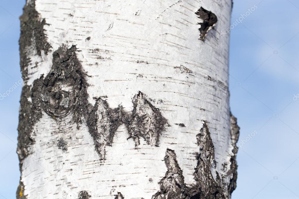 birch trunk in nature