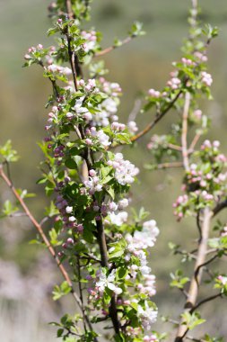 Doğadaki ağaçta güzel çiçekler