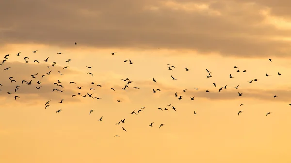 Una bandada de pájaros al amanecer, el sol — Foto de Stock