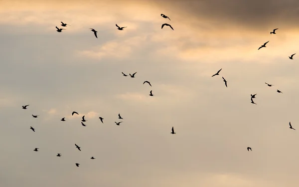 Una bandada de pájaros al amanecer, el sol — Foto de Stock