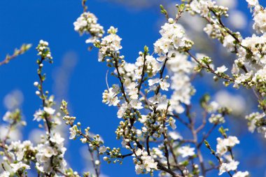 Doğadaki ağaçta güzel çiçekler