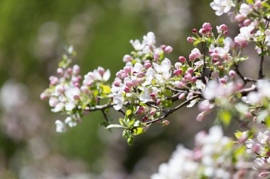 Doğadaki ağaçta güzel çiçekler