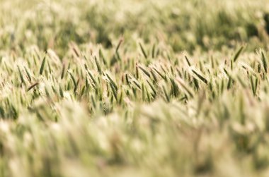 kulakları buğday niteliğine