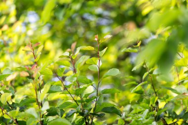 güzel doğa ağacında yapraklarda