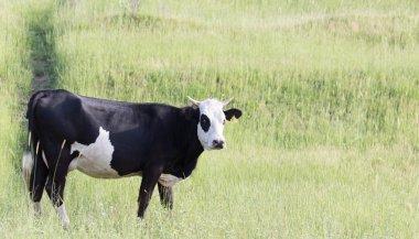 Bir ineğin portresi