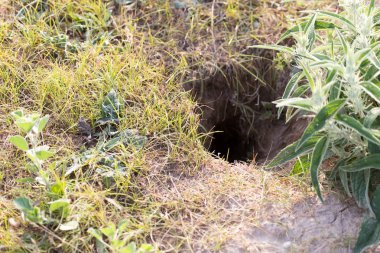 canavar doğası üzerine delik