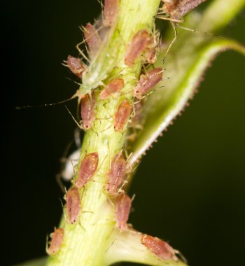 yaprak bitleri bitki üzerinde. Kapat