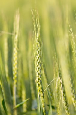 kulakları buğday niteliğine