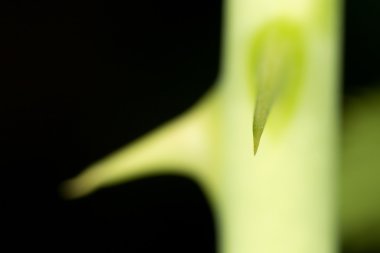 Gül dikenler. Kapat