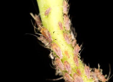 yaprak bitleri bitki üzerinde. Kapat