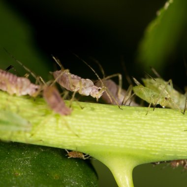 aphids on the plant. close clipart