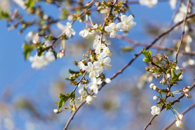 Doğadaki ağaçta beyaz çiçekler
