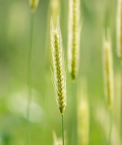 Espigas de trigo sobre la naturaleza —  Fotos de Stock