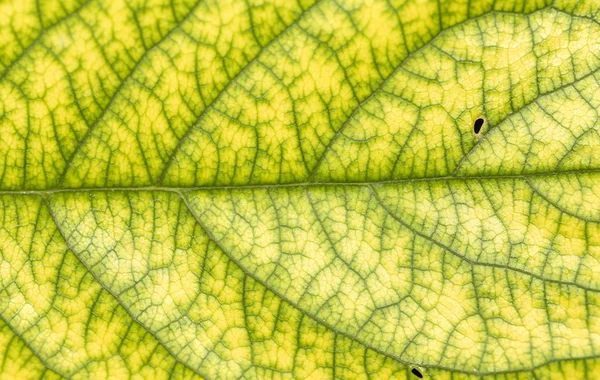 Feuille dans la nature. fermer — Photo