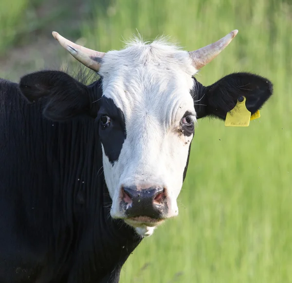 Retrato de una vaca — Foto de Stock