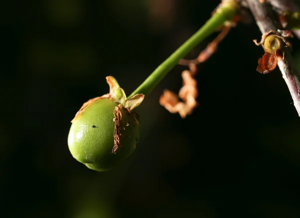 Cerise verte immature sur la nature. fermer — Photo