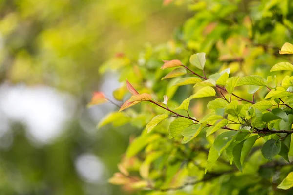 Vackra blad på träd i naturen — Stockfoto