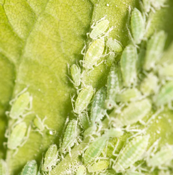 Pulgones en una hoja verde. cerrar —  Fotos de Stock