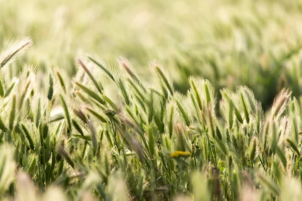 Espigas de trigo sobre la naturaleza —  Fotos de Stock