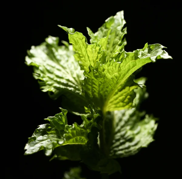 Folhas de hortelã em um fundo preto. fechar — Fotografia de Stock