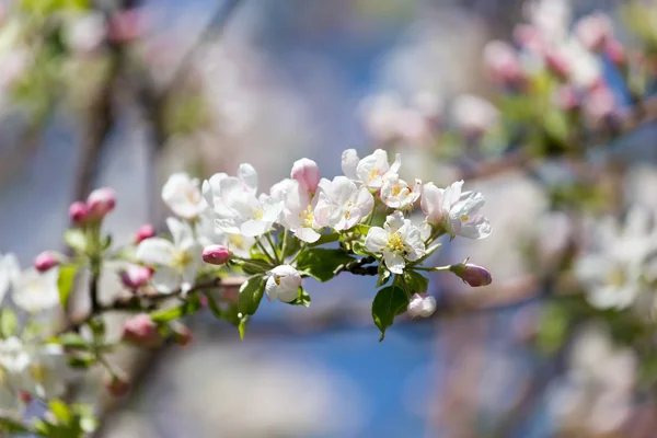 Beautiful flowers on the tree in nature — Stock Photo, Image