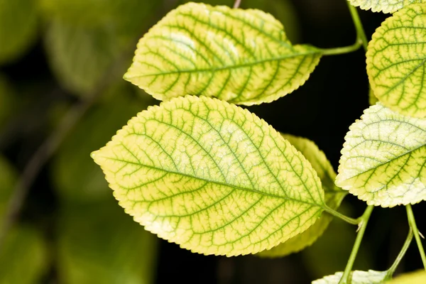 Leaf in the nature. close — Stock Photo, Image