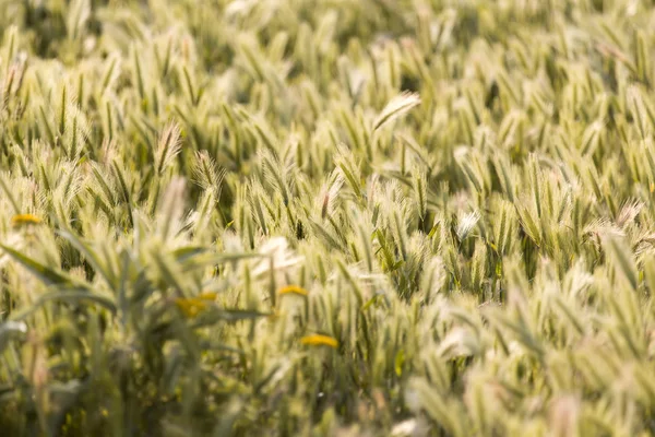 Espigas de trigo sobre la naturaleza —  Fotos de Stock