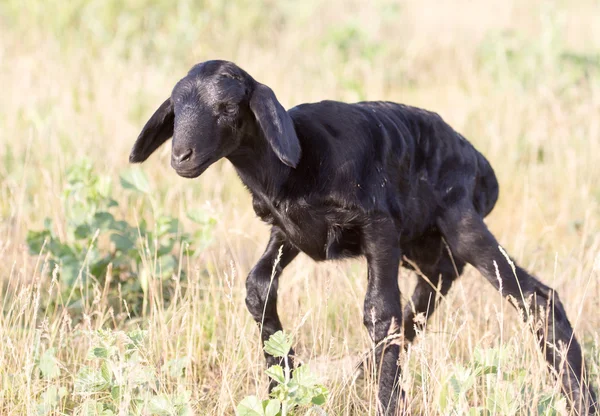 Pasgeboren lam — Stockfoto