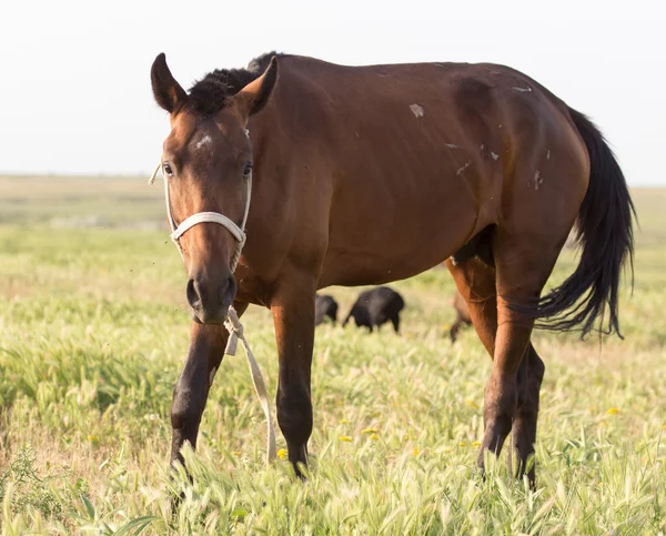 Caballo en pastos — Foto de Stock