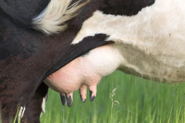 Komjölk juver — Stockfoto