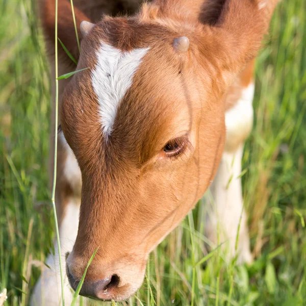 Cow on the pasture — Stock Photo, Image