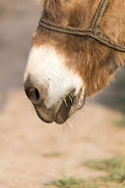 Nose ass — Stock Photo, Image