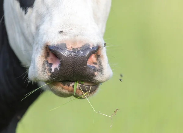 Cow nose — Stock Photo, Image