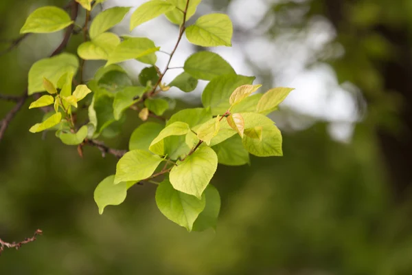 Beautiful leaves on the tree in nature — Stock Photo, Image