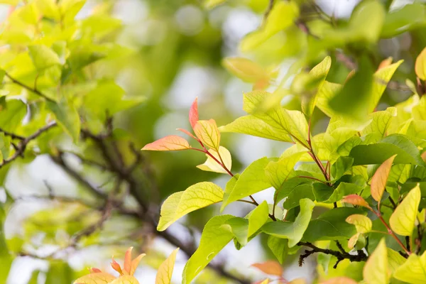Belle foglie sull'albero in natura — Foto Stock