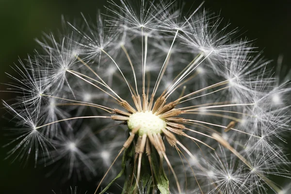 Diente de león sobre fondo negro. cerrar — Foto de Stock