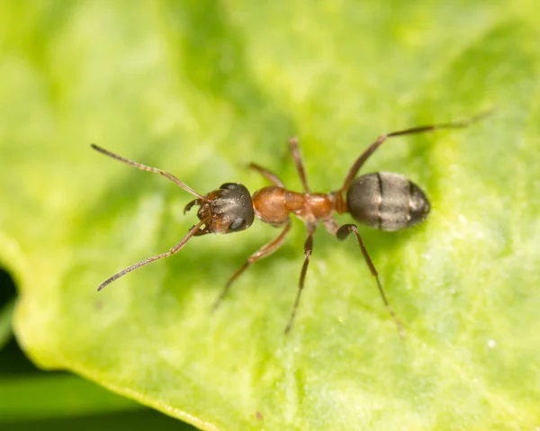 Ant on a green leaf. close — Stock Photo, Image