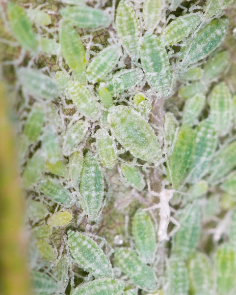 Pulgones en una hoja verde. cerrar —  Fotos de Stock