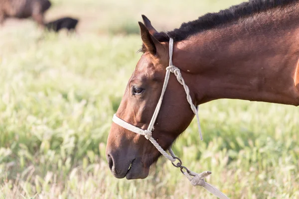 Retrato de caballo — Foto de Stock