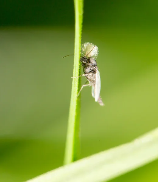 Zanzara in natura. vicino — Foto Stock