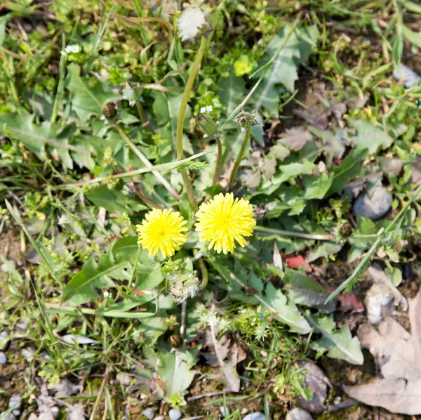 Yellow dandelion on nature — Stock Photo, Image