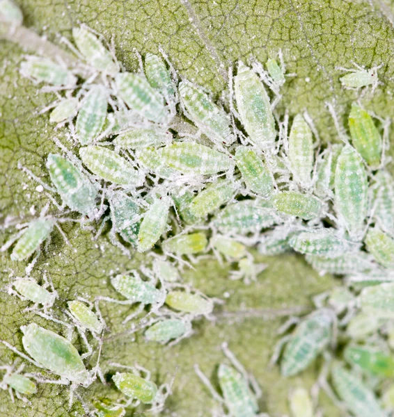 Pulgones en una hoja verde. cerrar —  Fotos de Stock