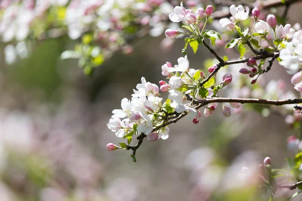 Belles fleurs sur les branches de pommiers — Photo