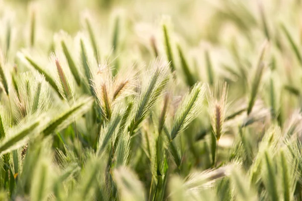 Épis de blé sur la nature — Photo