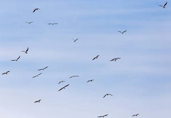 Een zwerm vogels in de lucht — Stockfoto