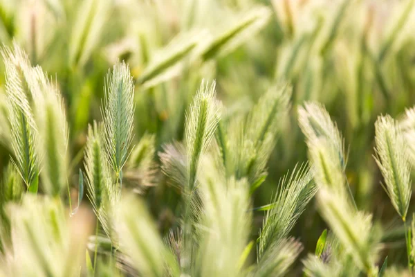 kulakları buğday niteliğine