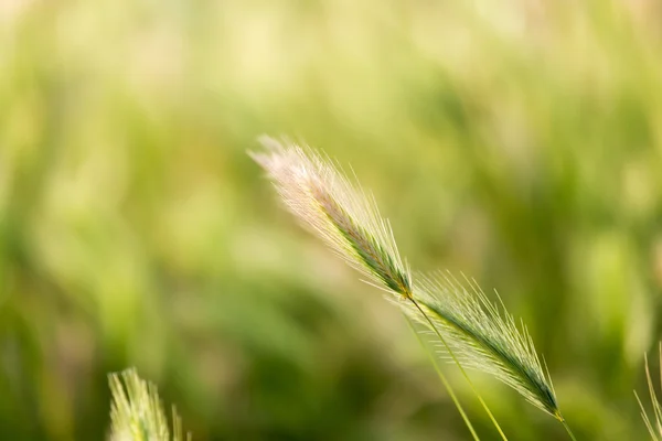 Espigas de trigo sobre la naturaleza —  Fotos de Stock