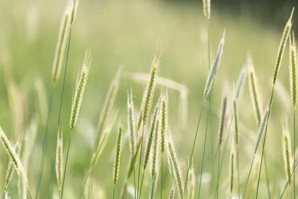 Espigas de trigo sobre la naturaleza —  Fotos de Stock