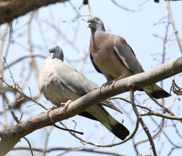 Zwei verliebte Tauben auf dem Baum in der Natur — Stockfoto