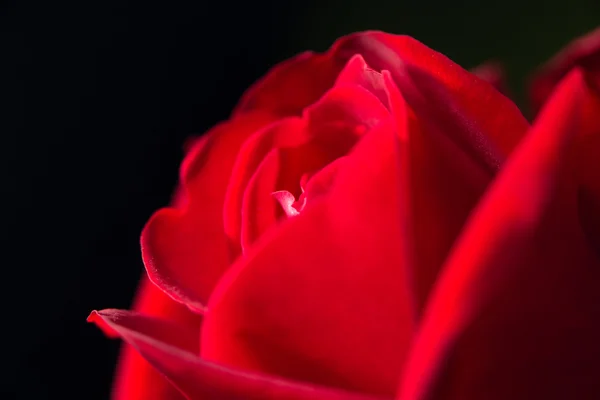 Rote Rose als Hintergrund. schließen — Stockfoto